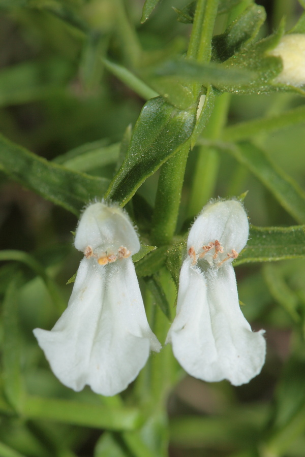 Stachys glutinosa / Betonica fetida